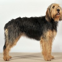 Otterhound Large Dog Breed with Pictures