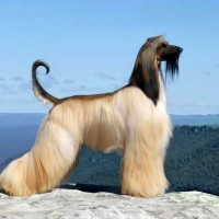 Pictures of Afghan Hound Dog