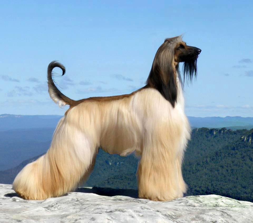 Pictures of Afghan Hound Dog Dog Breeders Guide