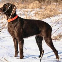 Pudelpointer Large Dog Breed with Pictures