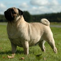 Pug Relaxed Dog Breed