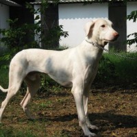 Rajapalayam Large Dog Breed with Pictures