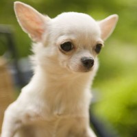 Relaxed Chihuahua Dog