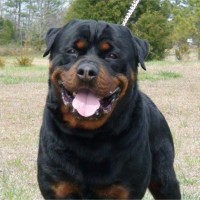 Rottweiler Large Dog Breed with Pictures