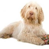 Spinone Italiano Large Dog Breed with Pictures