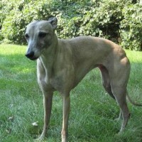 Whippet Healthy Dog Breed