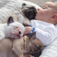 adorable french bulldog picture