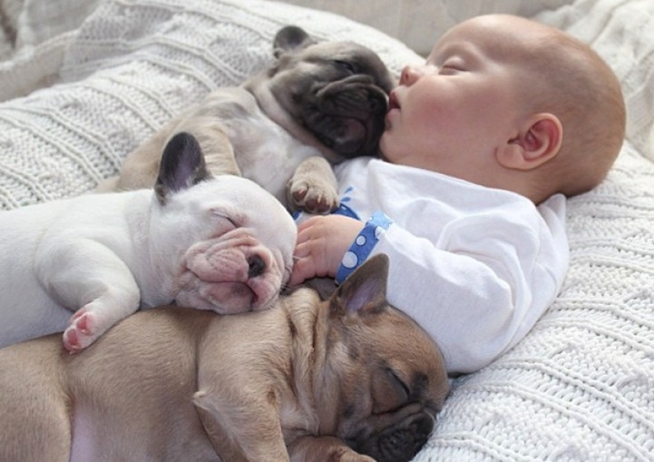 adorable french bulldog picture