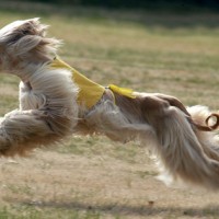 afghan hound jumping picture