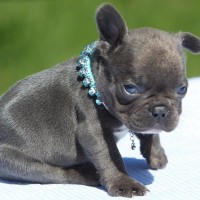 baby french bulldog pictures