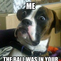 ball in the hands funny dog pictures