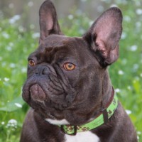 black adult french bulldog pictures