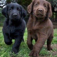 black and brown labrador retrievers puppy