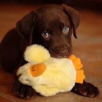 black labrador retrievers puppy playing with toy