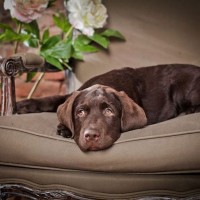 brown labrador retrievers on sofa relaxing