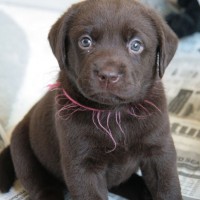 brown labrador retrievers puppy picture