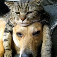 cat head on dogs head funny pictures