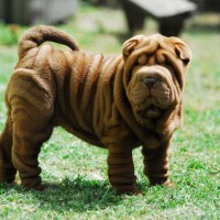 Shar Pei Dogs Information Facts And Poll Dog Breeders Guide