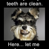clean teeth funny dog pictures