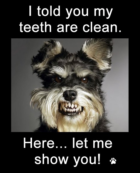 clean teeth funny dog pictures