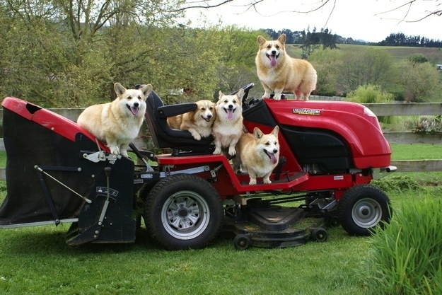 corgis with tractor of 1888 funny dog picture