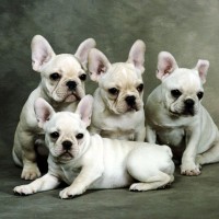cute puppies all look same picture