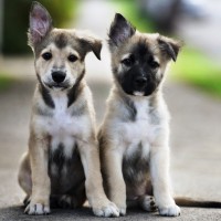 cute puppies hd picture