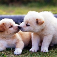 cute puppies kissing each other picture