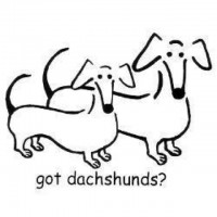 dachhunds dog coloring pages