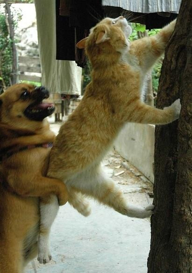 dog helping cat funny picture