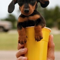 dog in a cup funny pictures