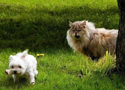 dog running for help against big cat funny picture