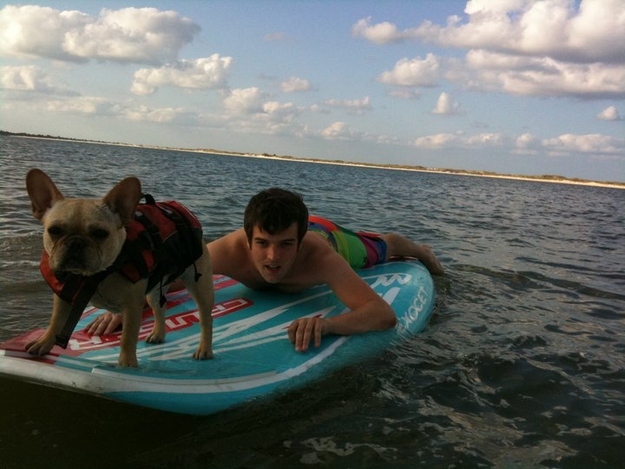 dog surfing funny picture