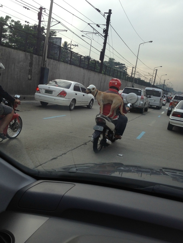 dog travelling on a bike funny picture