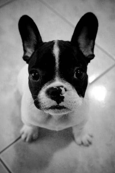 french bulldog funny face picture