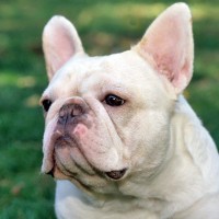 french bulldog pictures