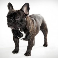 french bulldog pupp pictures