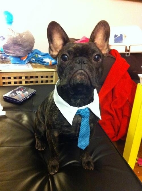 frenchies to do serious business funny dog picture