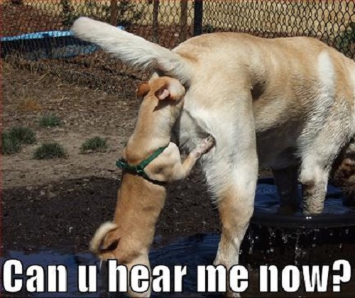 funny dog pictures can you hear me now