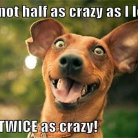 funny dog pictures with captions i am not crazy