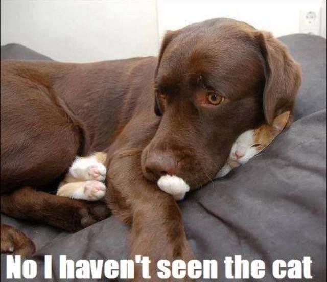 funny cat and dog pictures with captions
