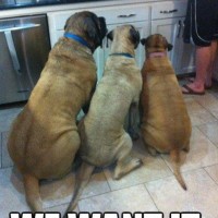 funny dog pictures with captions no matter what