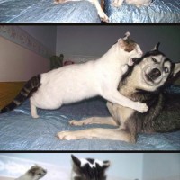 funny pictures of dog and cat fight