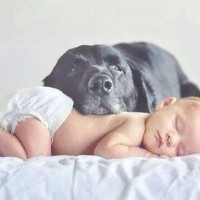funny pictures of dog head on baby back side