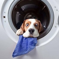 funny pictures of dog in washing machine