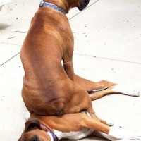 funny pictures of dog sitting on other dog