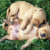 funny puppies sleeping in garden