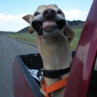 funny teeth funny dog pictures