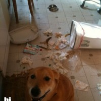 garbage funny dog pictures
