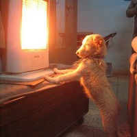 getting some heat with heater funny dog pictures